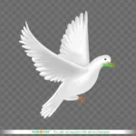 Png chim bồ câu trắng nền trong suốt white dove on a transparent background 14164