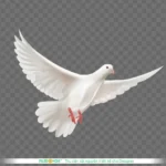 Png chim bồ câu trắng nền trong suốt white dove on a transparent background 14167