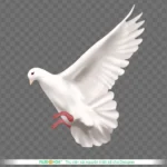 Png chim bồ câu trắng nền trong suốt white dove on a transparent background 14170
