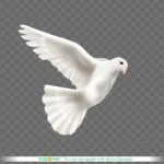 Png chim bồ câu trắng nền trong suốt white dove on a transparent background 14173