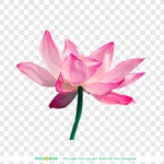 Png hoa sen nền trong suốt lotus flower with transparent background 14079