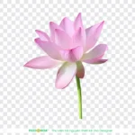 Png hoa sen nền trong suốt lotus flower with transparent background 14082
