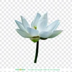 Png hoa sen nền trong suốt lotus flower with transparent background 14085